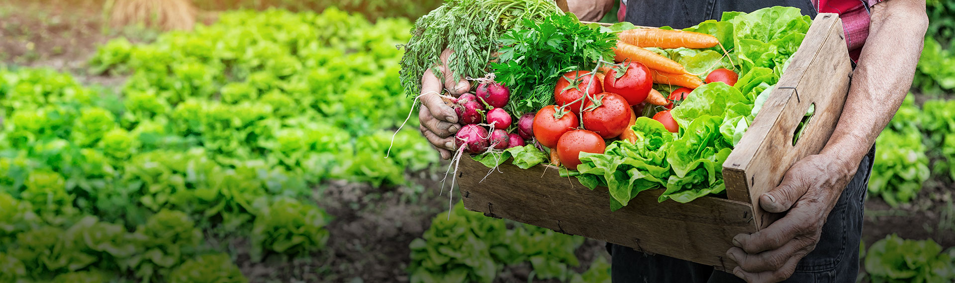 Picked vegetables from the garden