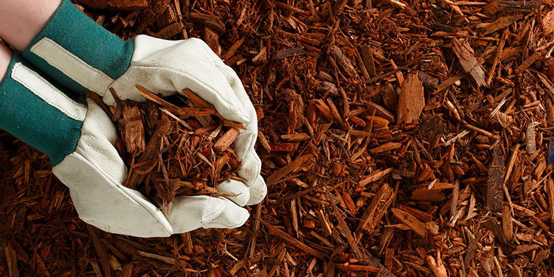 Horizon Gold Mulch